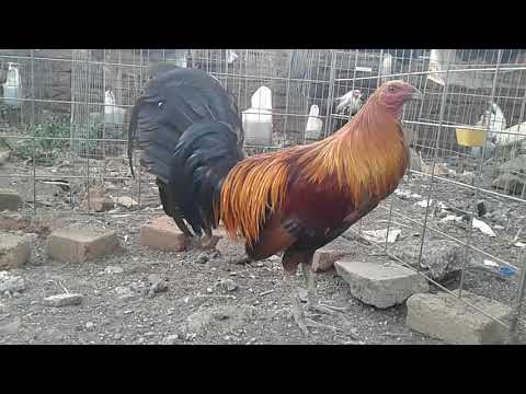 gallo leiper / black