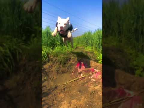 #bite#jump#viral #comment #pitbull #white #dog #shadow #jaat #attack #dangerous #million #blueeye#❤️