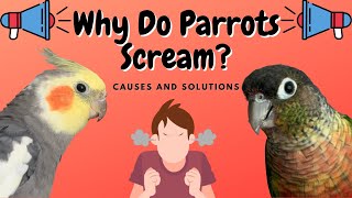 Why Do Parrots Scream? | Noise Causes And Solutions | WarGamingParrot