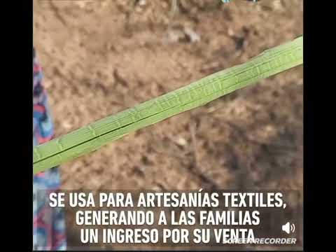 El chaguar🪴 (flora autóctona) #plantas 🌳🌾🌵 norte argentino 