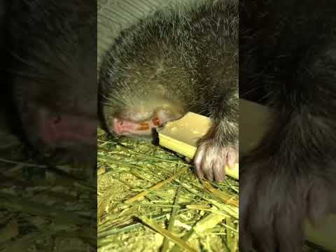 He is eating bamboo, do you know what animal this is?