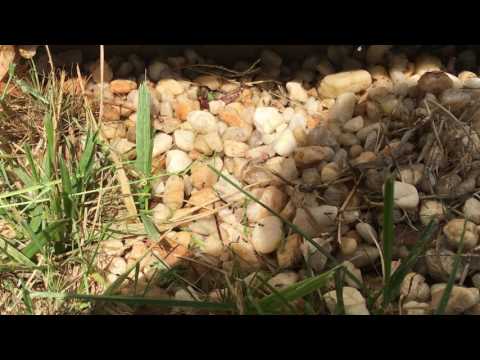 Odorous Ants Removed From Home in Neptune, NJ