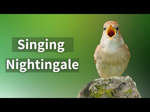 Experience the Best Nightingale Song Ever Recorded