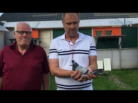 De Troy Wim (Berlaar): 1st National Limoges 9,218 yearbirds - fastest 16,204b. 2021