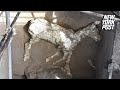 Archaeologists discover an ancient horse frozen in time | New York Post