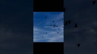 Download lagu Parindo Ki Tarah Ye Dil Hai Safar Me | Aesthetic Lyrics Status | #lyricssong #shorts #lyricsstatus mp3 Download lagu Parindo Ki Tarah Ye Dil Hai Safar Me | Aesthetic Lyrics Status | #lyricssong #shorts #lyricsstatus mp3