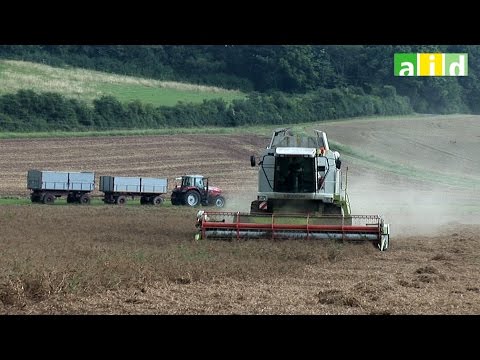 Anbau von Leguminosen