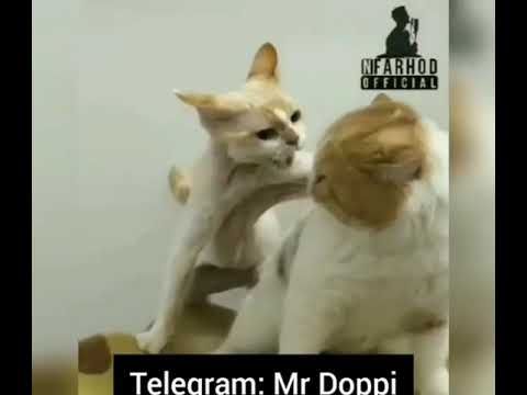 1 марта 2020 г.