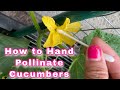 How To Hand Pollinate Cucumbers Different Ways To Hand Pollinate Cucumbers