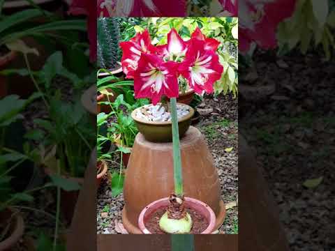 FLOWERS in Kundasang, Sabah