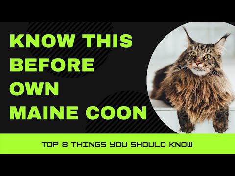 Maine Coon Cat Breed Portrait - What You NEED to Know Before Owning!!