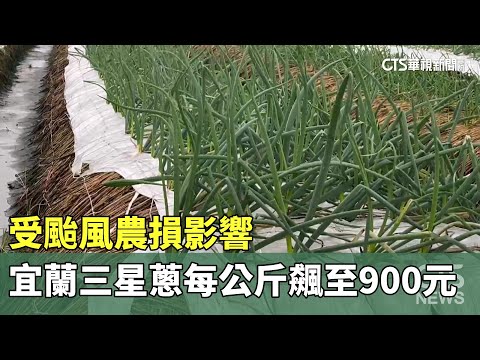 受颱風農損影響　宜蘭三星蔥每公斤飆至900元