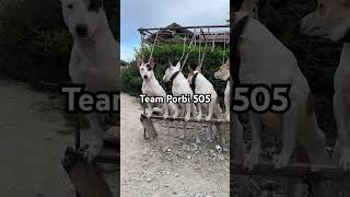 Download lagu Anjing Pemburu Hama Babi Di Solok Padang mp3 Download lagu Anjing Pemburu Hama Babi Di Solok Padang mp3