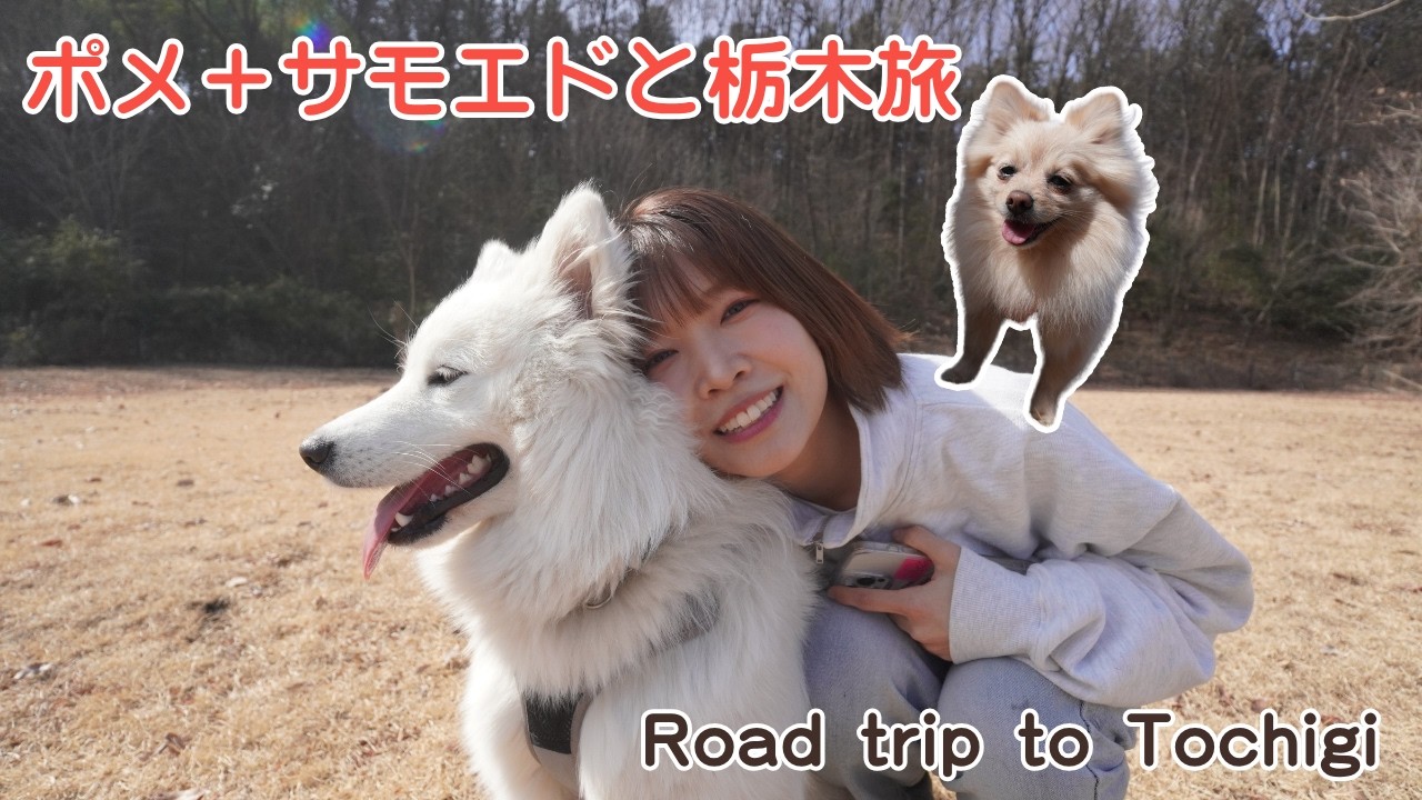 🚗Vlog: A Trip to Nasu with a Samoyed & Pomeranian! Running Wild in a Huge Dog Park 🐶✨DAY 1