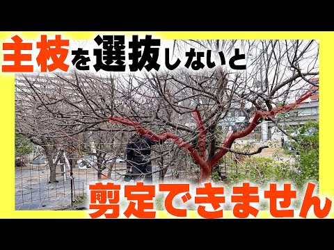 モウズイカのタプサスについて詳しく解説