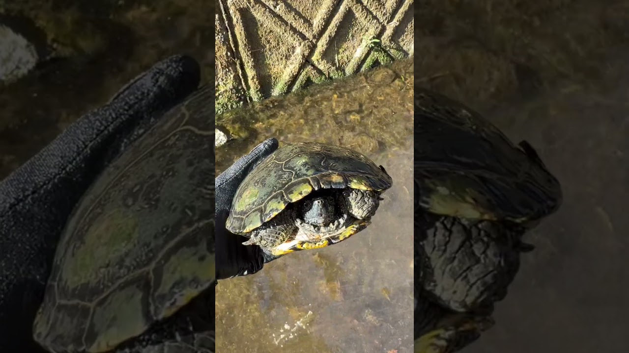 綺麗な川にまさかの生き物が…