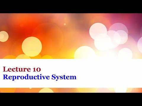 Lecture 10 - Reproductive System