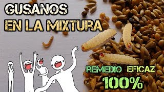 GUSANOS EN LA MIXTURA || REMEDIO CASERO PARA ELIMINARLOS