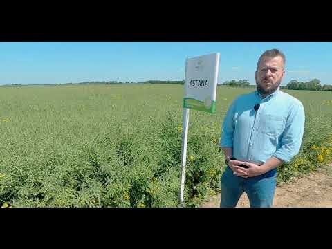 Rzepak ozimy Astana (dolnośląskie)