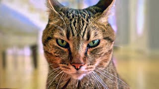 The Bad Little Cat