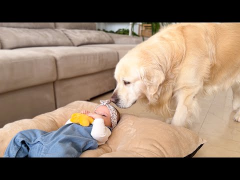 Golden Retriever Reacts to Finding a Baby in His Dog Bed