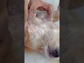 Fleas And Lice Solution ️ Dog Adoptdontshop Cute Rescuepuppy Youtubeshorts Animal Rescuepup