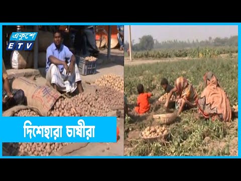 লোকসানে পড়ে দিশেহারা আলু চাষীরা