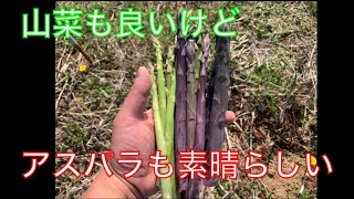 《野菜》アスパラガスがとても良いのでおすすめしたい！