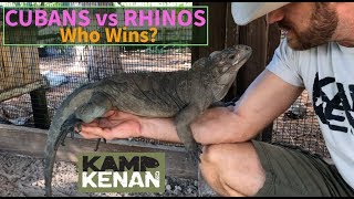 Do Rhino or Cuban Rock Iguanas make better pets?