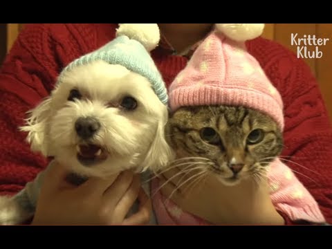Dog Tries To Kiss A Cat Who He Has A Crush On | Kritter Klub