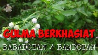 Download lagu MANFAAT GULMA BABADOTAN mp3