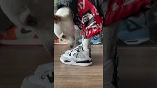 Download lagu Best Dog Shoes #sneakers #hype #funny #pov mp3