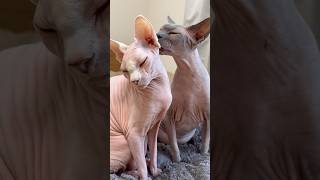 妹想いの優しい猫スルタン【スフィンクス】