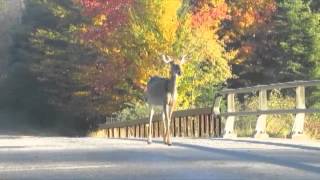 preview picture of video 'Old Forge Deer'