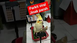 Download lagu parkit Australia jinak parah #falk #parkitaustrali #viralvideo #viral #burung #jinak #kicaumania mp3 Download lagu parkit Australia jinak parah #falk #parkitaustrali #viralvideo #viral #burung #jinak #kicaumania mp3