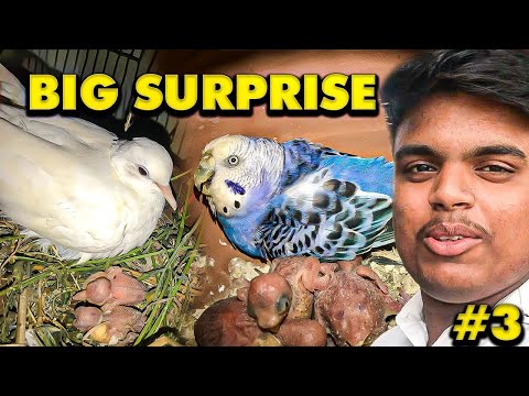New Baby Rabbits in My Farm 🐇😍 | Jahanzaib Birds Vlog