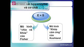 HÓA SINH THỰC PHẨM - ENZYME