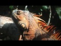 Sky Rain Forest Campaign Ben Fogle