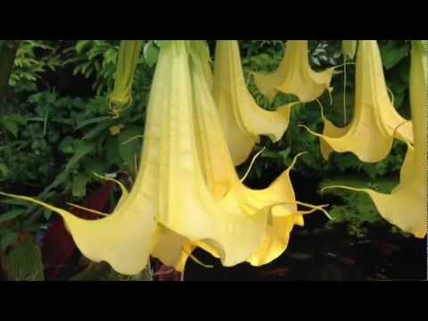 Amazing, exotic  Tropical Flowering tree Angel Trumpet Brugmansia Aurea On Vancouver Island Canada