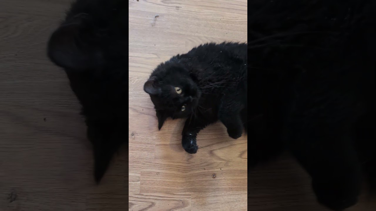 KOBE, an adopted Selkirk Rex in Kenosha, WI video 2/2