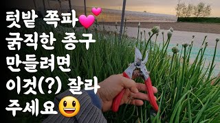 텃밭 쪽파