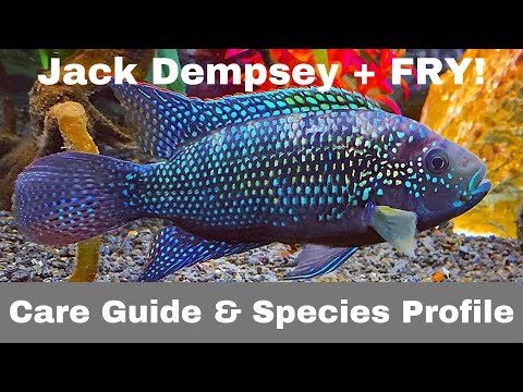 Jack Dempsey (Rocio octofasciata) — care guide a chov plody