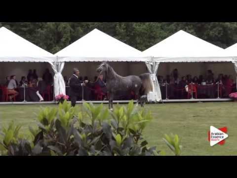 N.205 DON ANGELO SL - Bruges 2015 International - Best Movement (Class 113)