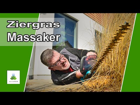 Ornamental grass regeneration in 4 variants | Cut, divide, propagate and plant ornamental grasses