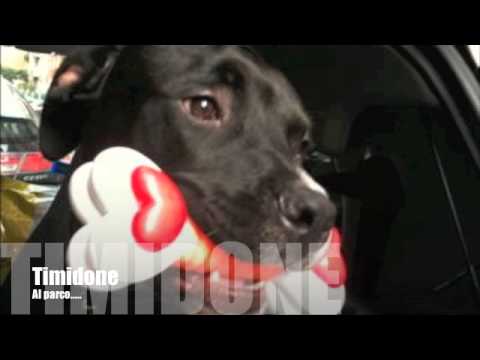 Perfect day Pitbull Pit