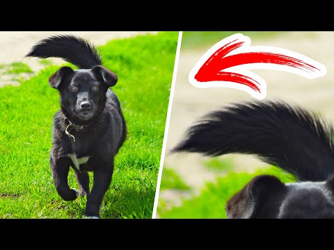 When Your Dog's Tail Turns to the Left, Run Away With Your Pet