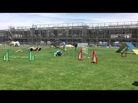 Tracy and Quimblee, Blancett and Patch - Advanced Pairs (16" and 14") - 2015-05-30