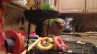 When Quaker Parrot Attacks!
