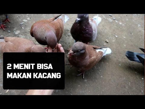 2 Menit Doang Ngajarin Merpati Makan Kacang Tanah