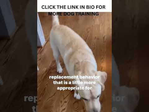 Counter Surfing Dog Training